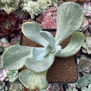 Pachyveria 'Jocelyns Joy' Variegated 3" Succulent Plant
