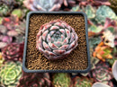Echeveria 'Rosalina' 1" Powdery Succulent Plant