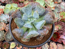 Echeveria 'Pagoda' 4" Succulent Plant