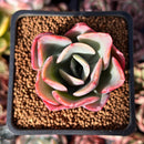 Echeveria Hybrid sp. 1"-2" Succulent Plant