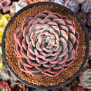 Echeveria 'Keralean' 4" Succulent Plant