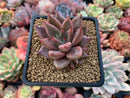 Echeveria Agavoides 'Planetary Stars' 2" Succulent Plant