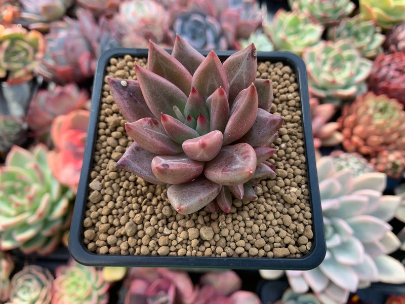 planet succulent Echeveria Agavoides 'Planetary Stars' 2