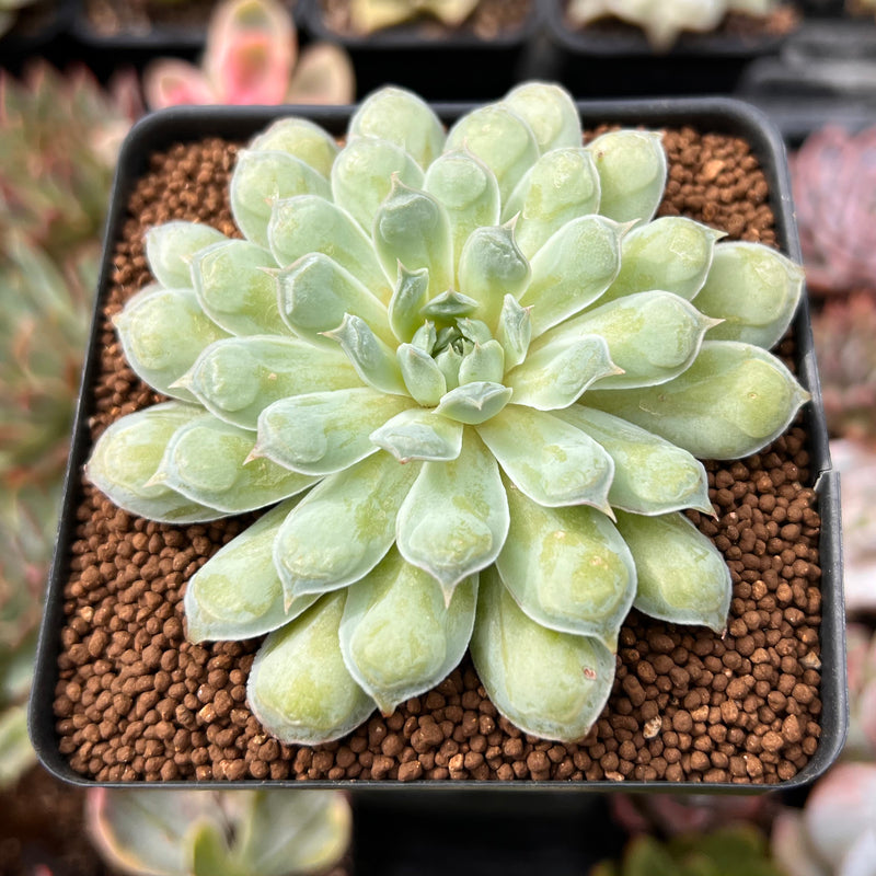 Echeveria 'Hearts Choice' 2" Succulent Plant