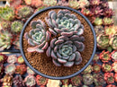 Echeveria 'Mulan' 4" Cluster Succulent Plant