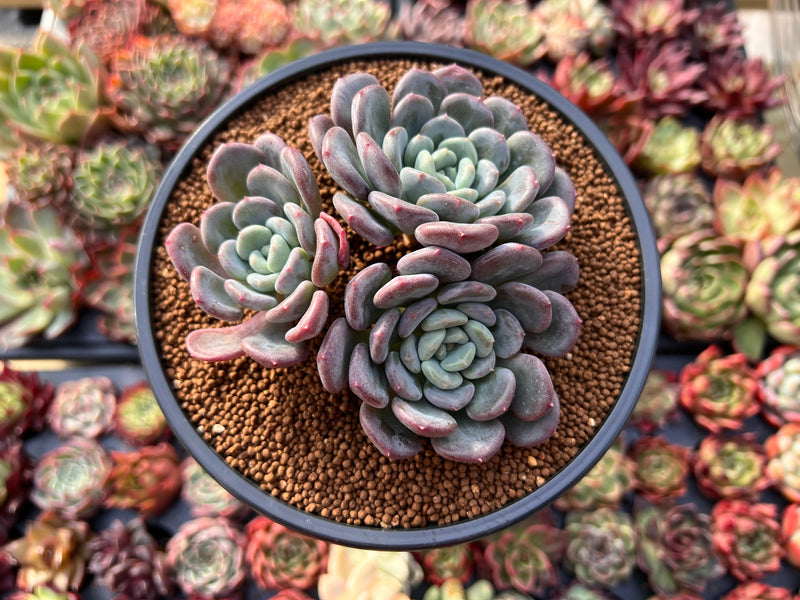 Echeveria 'Mulan' 4" Cluster Succulent Plant  True Succulents Plant Co.