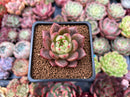 Echeveria 'Sharman' 2" Succulent Plant