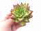 Echeveria Agavoides Ebony 4” Rare Succulent Plant
