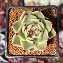 Echeveria Agavoides 'Blue Dragon' 3" Succulent Plant
