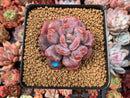 Echeveria 'Hearts Delight' 3" Succulent Plant