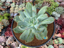 Echeveria 'Luella' Variegated 5" Large Succulent Plant
