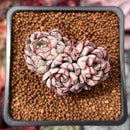 Echeveria 'Strike Angel' 1" Cluster Succulent Plant