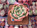 Echeveria 'Rainbow Charlotte' 2"-3" Succulent Plant