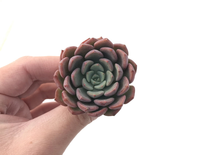succulent bath bomb Echeveria 'Bath Bomb' 3" Succulent Plant – True Succulents Plant Co