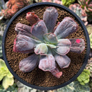 Echeveria 'Linguas' 3" Succulent Plant