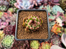 Echeveria Agavoides 'Black Queen' 1" Succulent Plant