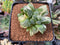 Haworthia 'Retusa' Variegated 2" Succulent Plant