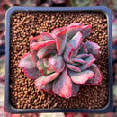 Echeveria 'Luella' Crested 1" Succulent Plant