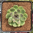 Echeveria Agavoides 'Amethyst' 2" Succulent Plant