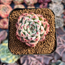 Echeveria 'Cherry Blossom Ending' 1" Succulent Plant