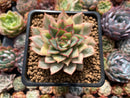 Echeveria 'Esther' Variegated 2"-3" Succulent Plant