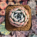 Echeveria 'Love' 2" New Hybrid Succulent Plant