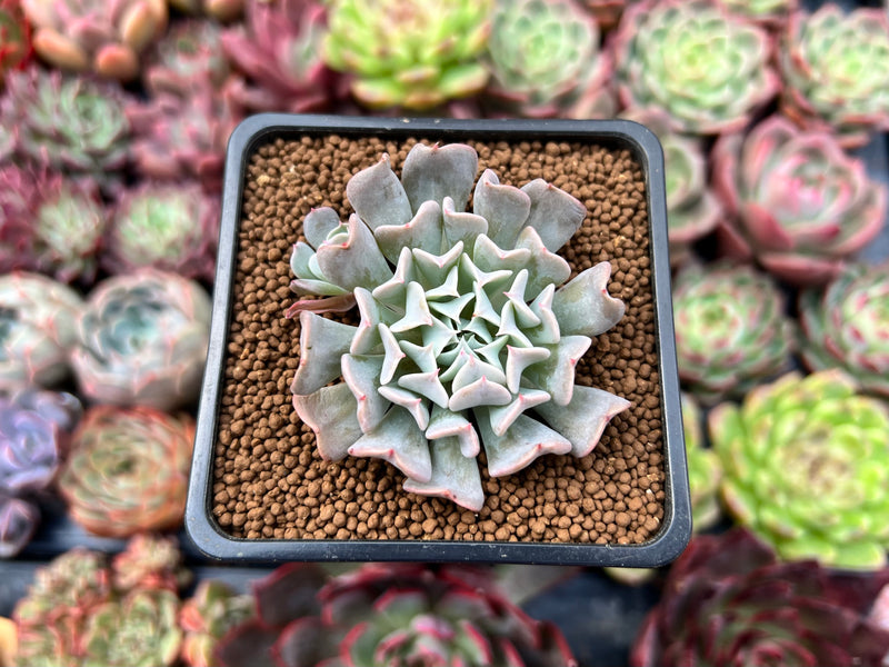 Echeveria 'Revolution' 2