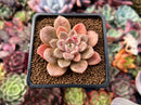 Echeveria 'Moralbi' 1"-2" Succulent Plant