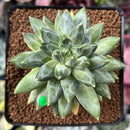 Pachyphytum Compactum 'Glaucum' 2" Succulent Plant