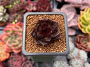 Echeveria Agavoides 'Chocolate Candy' 1" New Hybrid Succulent Plant