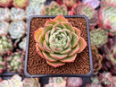 Echeveria 'Omphalos' 2" Succulent Plant
