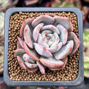 Echeveria 'Steel Heart' 1" Cluster Succulent Plant
