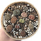 Collection of Lithops 4" (x11 Lithops)