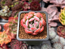Echeveria 'Starmark' 1" Succulent Plant