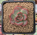 Echeveria Agavoides 'Glam Pink' 2" Succulent Plant
