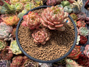 Echeveria 'Ben Badis' 4"-5" Cluster Succulent Plant