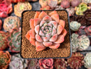 Echeveria 'Sofia' 2" Succulent Plant