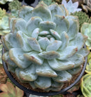 Echeveria 'Orange Monroe' 5" Large Succulent Plant