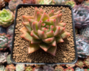 Echeveria Agavoides 'Yeosu' 3"-4" Succulent Plant