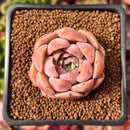 Echeveria 'Escar' 1" Succulent Plant