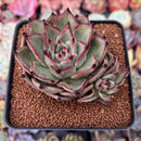 Echeveria Agavoides 'Cream Rose' 3" Succulent Plant