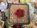 Echeveria Agavoides 'Lewis' 1" Succulent Plant