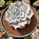 Echeveria 'Crispate Beauty' 3"-4" Succulent Plant