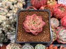 Echeveria 'High Ruby' ('Luming' x 'Helena' Hybrid) 1" New Hybrid Succulent Plant