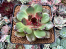 Echeveria Agavoides 'Eclipse' 2"-3" New Hybrid Succulent Plant