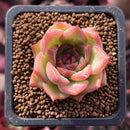 Echeveria Agavoides sp. 1" Small Succulent Plant
