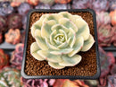 Echeveria 'Compton Carousel' 2" Succulent Plant