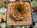 Echeveria Agavoides sp. 3" Succulent Plant