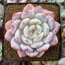 Echeveria 'Hosikage' 3" Succulent Plant