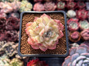 Echeveria Agavoides 'Amethyst' 2" Succulent Plant